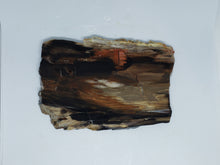 Load image into Gallery viewer, Petrified Wood