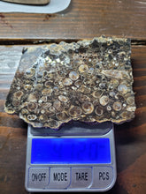 Load image into Gallery viewer, Turritella Slab (aka Fossilized Seashells)
