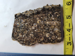 Turritella Slab (aka Fossilized Seashells)