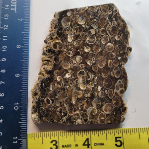 Turritella Slab (aka Fossilized Seashells)